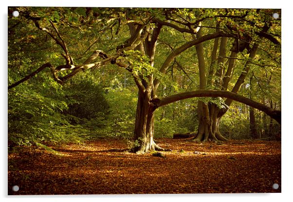  Autumn Tree Acrylic by Louise Wilden