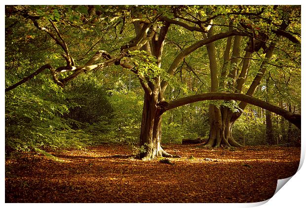  Autumn Tree Print by Louise Wilden