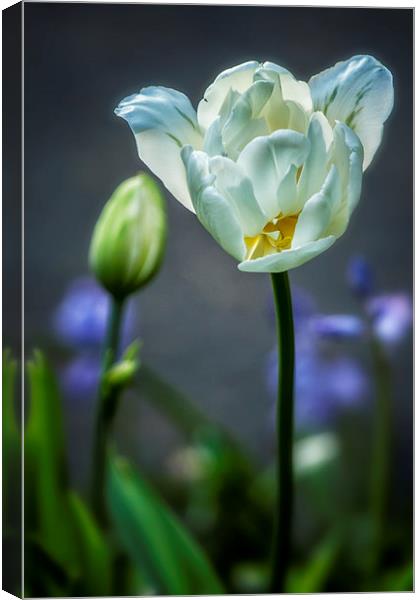  White Tulip Canvas Print by Belinda Greb
