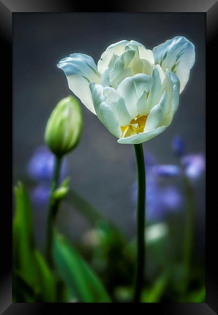  White Tulip Framed Print by Belinda Greb