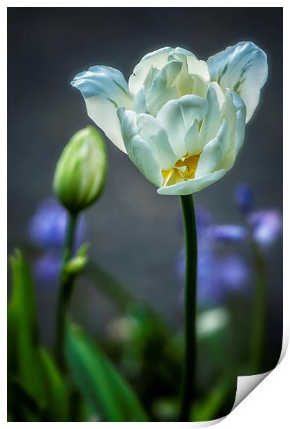  White Tulip Print by Belinda Greb