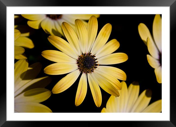 Flowers Framed Mounted Print by Kevin Baxter