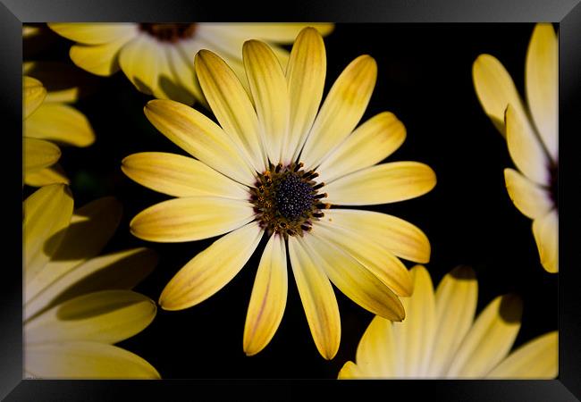 Flowers Framed Print by Kevin Baxter