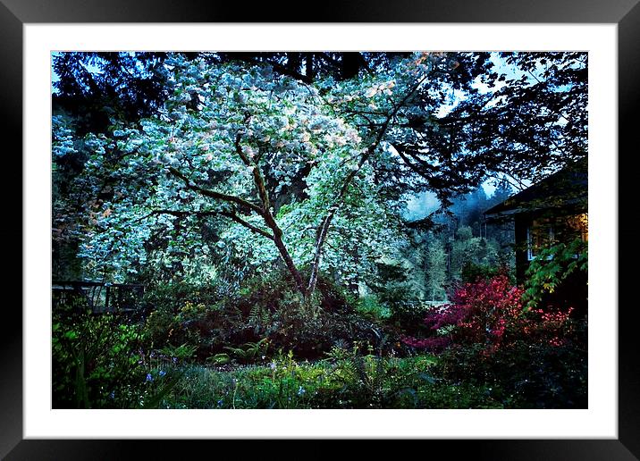 The Cherry Tree at Dusk Framed Mounted Print by Belinda Greb