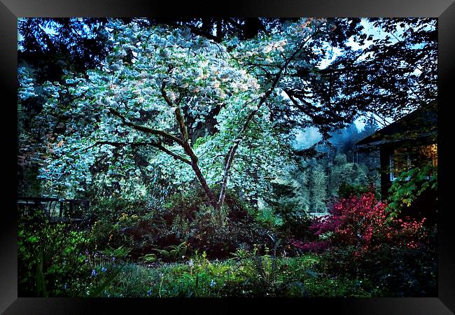  The Cherry Tree at Dusk Framed Print by Belinda Greb