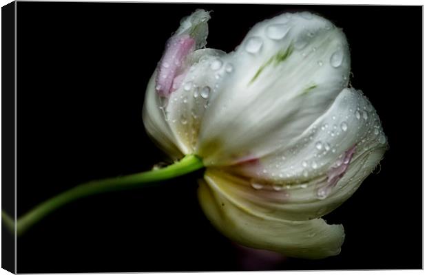  Raindrops on a Tulip Canvas Print by Belinda Greb