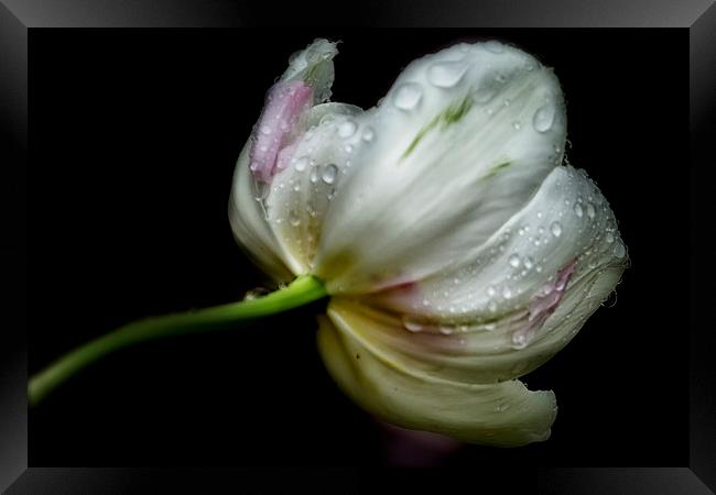  Raindrops on a Tulip Framed Print by Belinda Greb