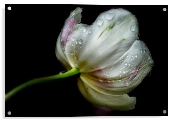  Raindrops on a Tulip Acrylic by Belinda Greb