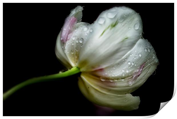  Raindrops on a Tulip Print by Belinda Greb