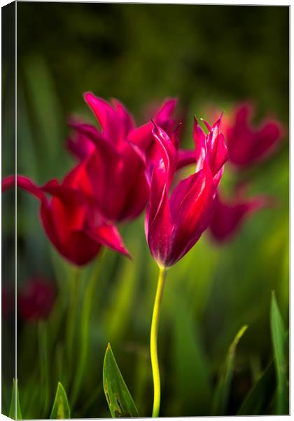  Red Tulips Canvas Print by Belinda Greb
