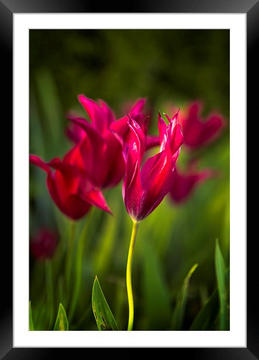  Red Tulips Framed Mounted Print by Belinda Greb