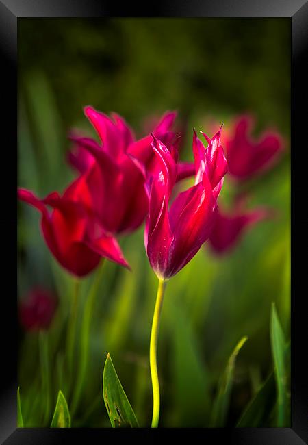  Red Tulips Framed Print by Belinda Greb