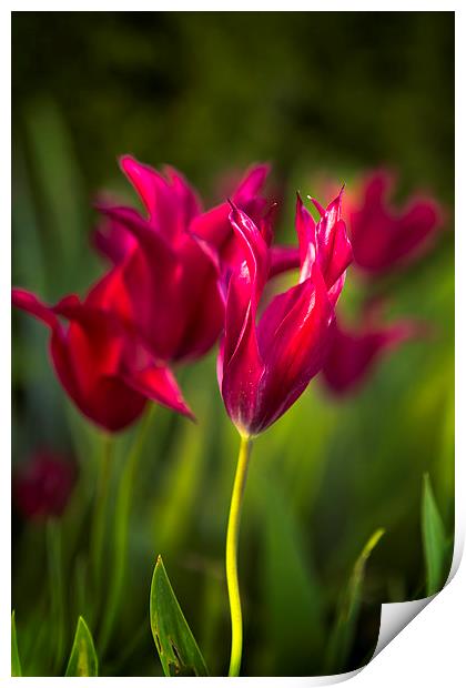  Red Tulips Print by Belinda Greb