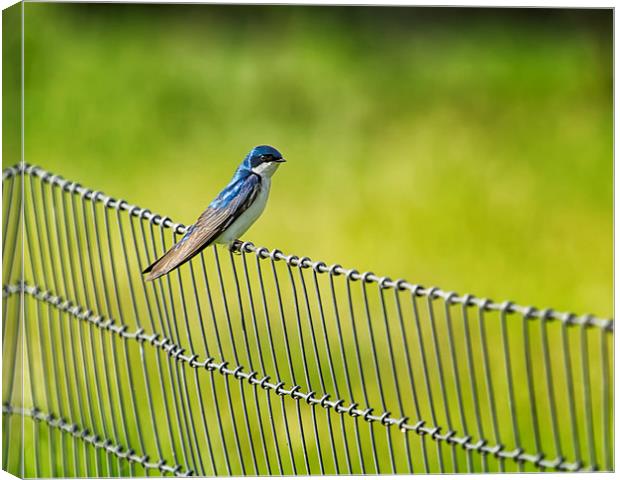  Tree Swallow Sitting on a Fence Canvas Print by Belinda Greb
