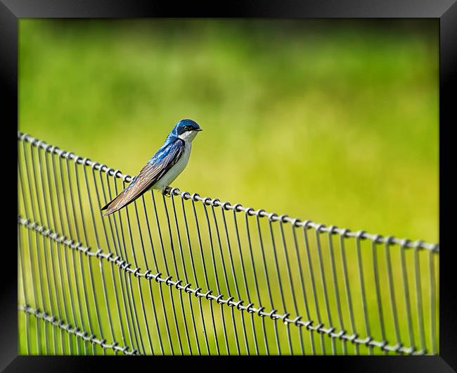  Tree Swallow Sitting on a Fence Framed Print by Belinda Greb