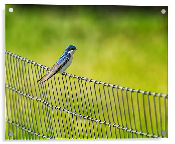  Tree Swallow Sitting on a Fence Acrylic by Belinda Greb