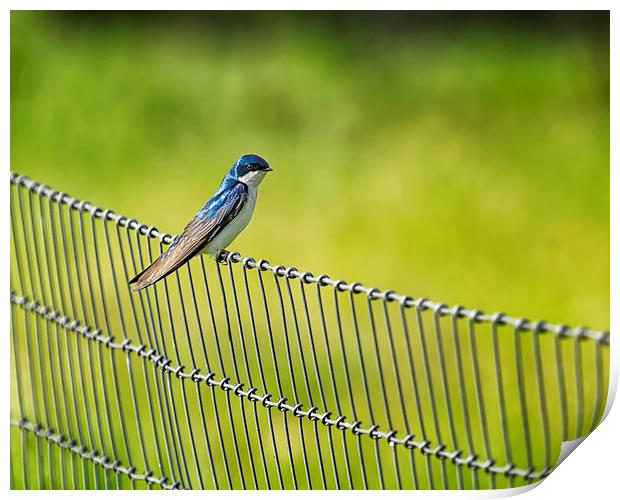  Tree Swallow Sitting on a Fence Print by Belinda Greb