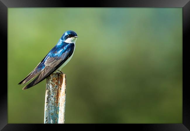  Tree Swallow Sitting on a Post Framed Print by Belinda Greb