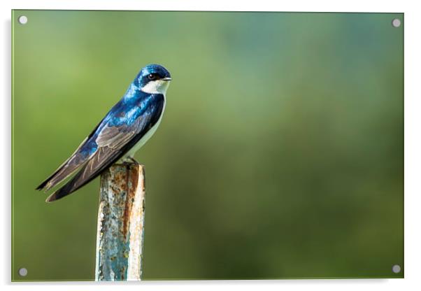  Tree Swallow Sitting on a Post Acrylic by Belinda Greb