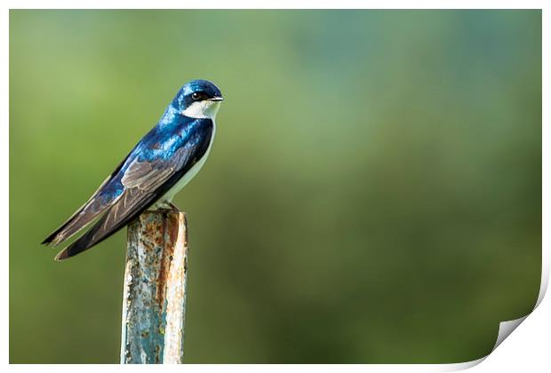  Tree Swallow Sitting on a Post Print by Belinda Greb