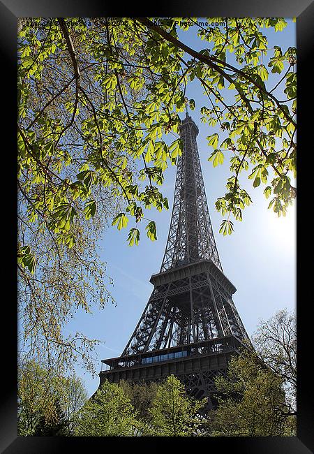  Eiffel Tower Framed Print by Rebecca Giles
