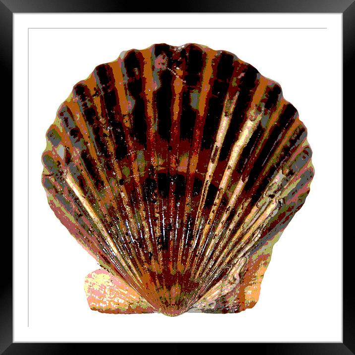  Posterised Scallop Shell Framed Mounted Print by james balzano, jr.