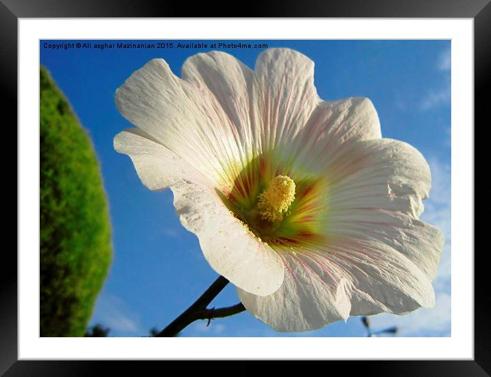 Inner side of a nice flower, Framed Mounted Print by Ali asghar Mazinanian