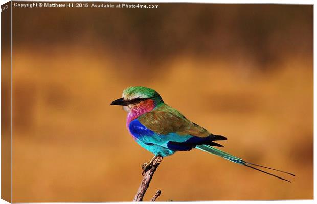  Lilac Breasted Roller - Matthew Hill Canvas Print by Matthew Hill