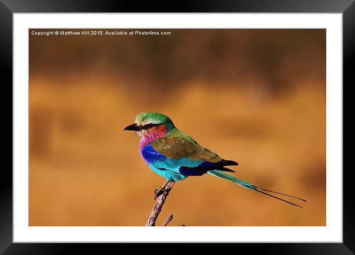  Lilac Breasted Roller - Matthew Hill Framed Mounted Print by Matthew Hill