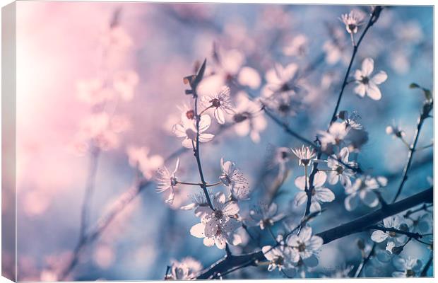  Cherry blossom Canvas Print by Inguna Plume