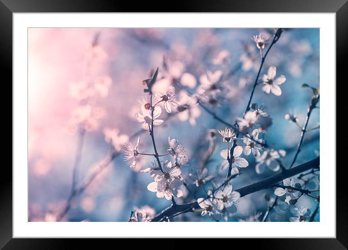  Cherry blossom Framed Mounted Print by Inguna Plume