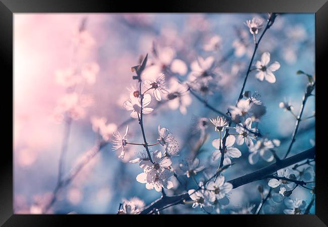  Cherry blossom Framed Print by Inguna Plume