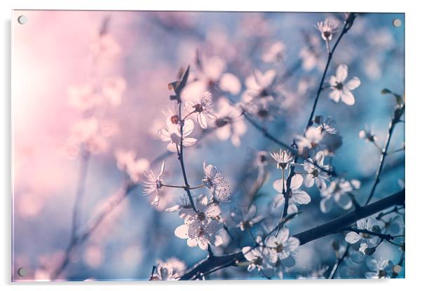  Cherry blossom Acrylic by Inguna Plume
