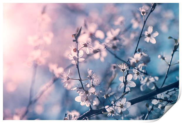  Cherry blossom Print by Inguna Plume