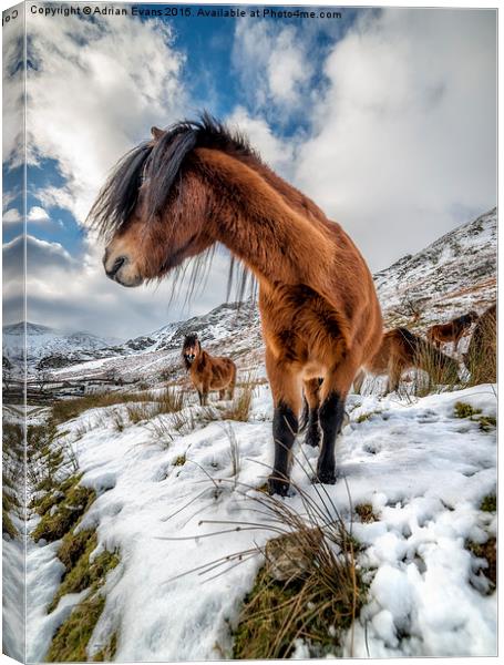 Feral Horse Nant Ffrancon Pass  Canvas Print by Adrian Evans