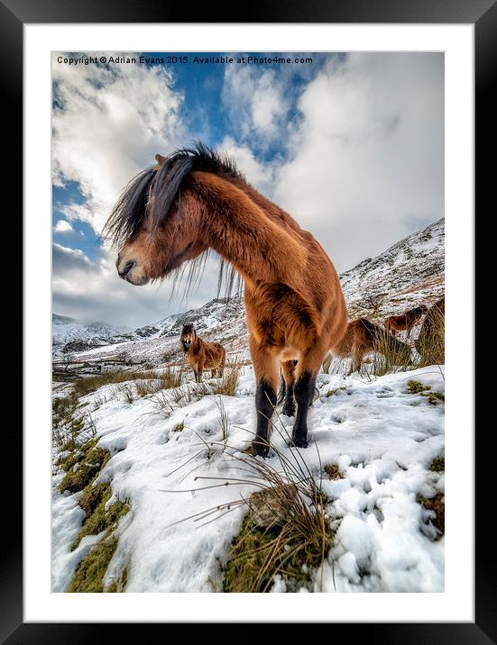 Feral Horse Nant Ffrancon Pass  Framed Mounted Print by Adrian Evans