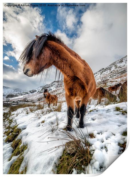 Feral Horse Nant Ffrancon Pass  Print by Adrian Evans