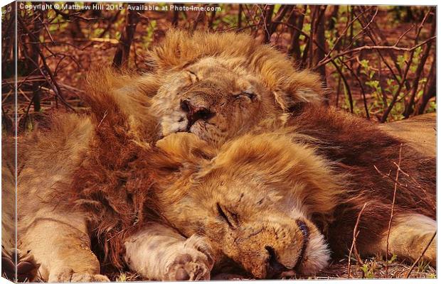 Sleeping Lions - Matthew Hill Canvas Print by Matthew Hill