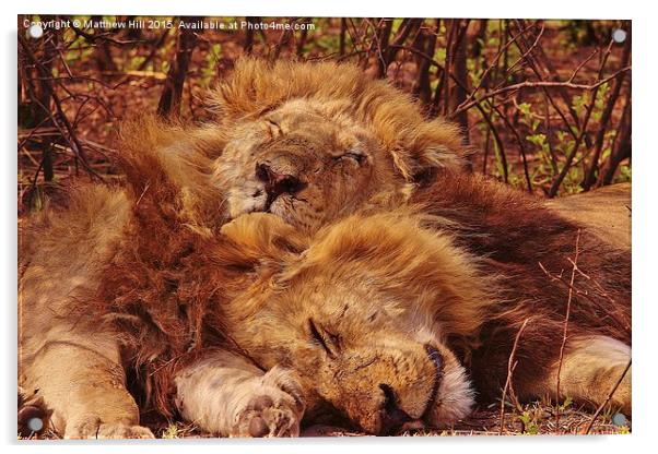 Sleeping Lions - Matthew Hill Acrylic by Matthew Hill