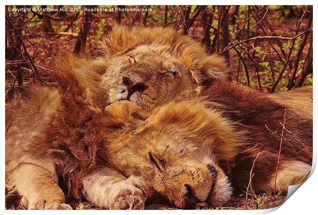 Sleeping Lions - Matthew Hill Print by Matthew Hill