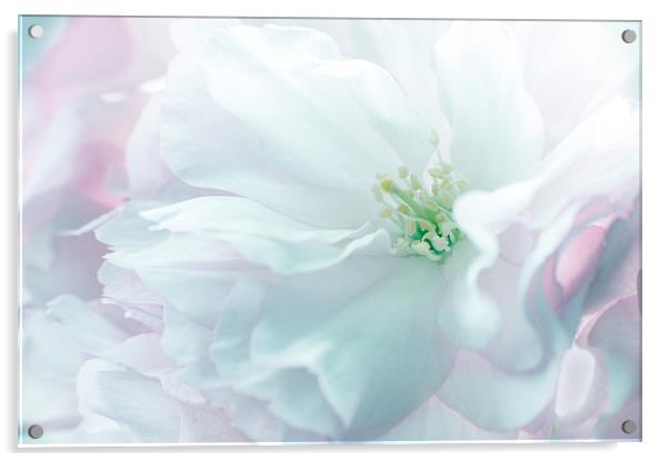 Cherry Blossom (Sakura)   Acrylic by Inguna Plume