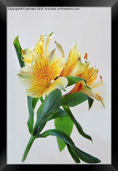 Beautiful Alstromeria - Peruvian lily Framed Print by Frank Irwin