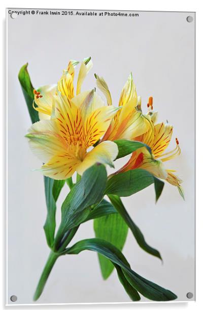 Beautiful Alstromeria - Peruvian lily Acrylic by Frank Irwin