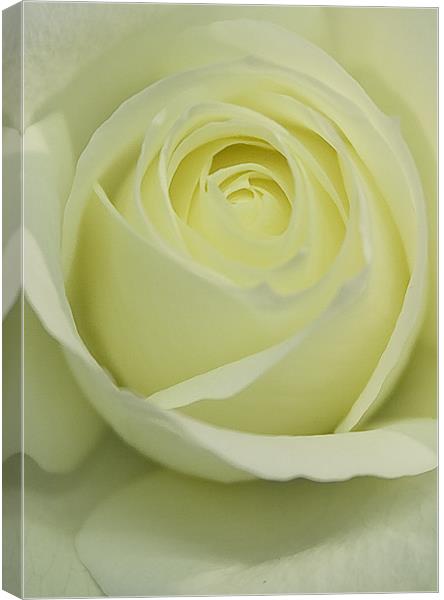Pure White Rose Canvas Print by Brian Roscorla