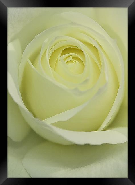 Pure White Rose Framed Print by Brian Roscorla