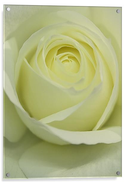 Pure White Rose Acrylic by Brian Roscorla