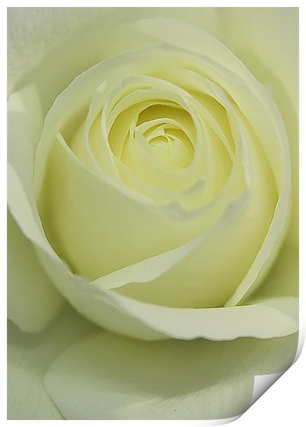 Pure White Rose Print by Brian Roscorla