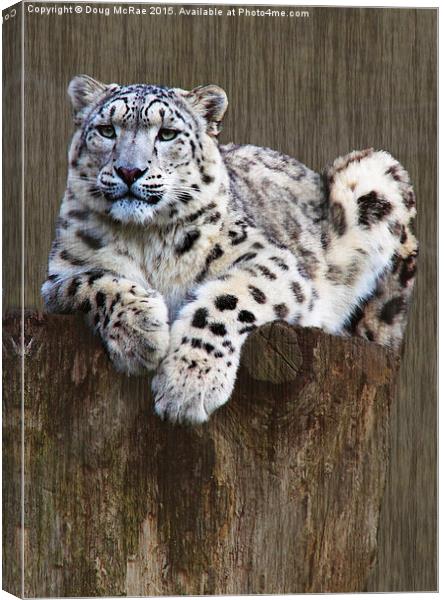  snow leopard Canvas Print by Doug McRae