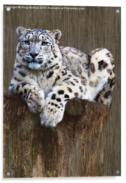  snow leopard Acrylic by Doug McRae
