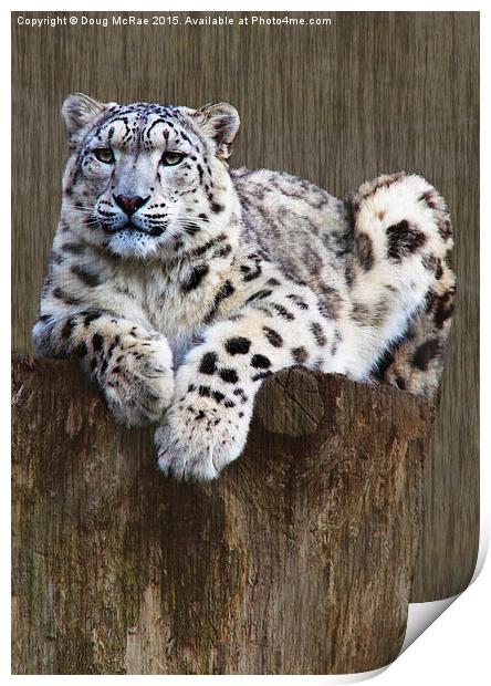  snow leopard Print by Doug McRae